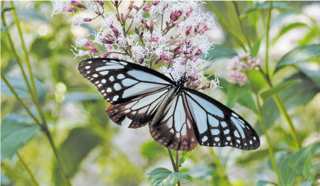 塩フジバカマ園のアサギマダラ